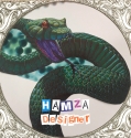 Hamza - Designer